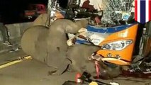 Bus wisata menabrak gajah langsung membunuhnya - Tomonews