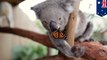 Persahabatan koala lucu dengan kupu-kupu Monarch - Tomonews