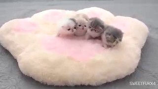 Four kitties on the pallet cute cat videos