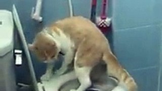 The way cat go to toilet funny cat videos