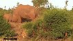 Lion vs Rhino vs Crocodile vs Leopard Real Fight - Wild Animal Attacks  18(360p)