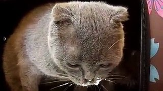Cat eatcream cute cat videos