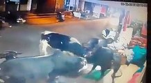 cows coming in shoping centr