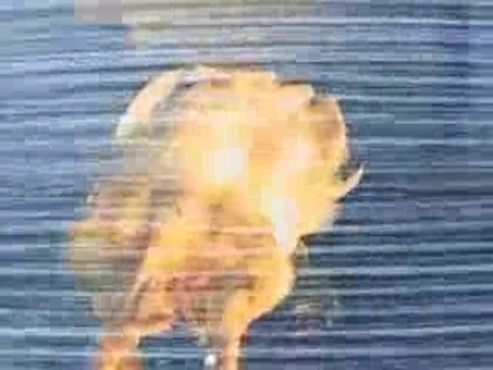 Constat_ Official report