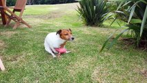 This Jack Russell Is Having Too Much Fun With His Pig