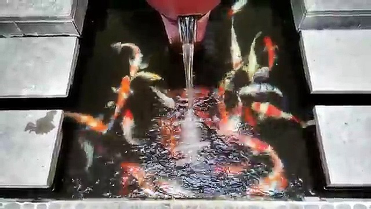 Beautiful and Colorful KOI Fish in Waterfall Pond