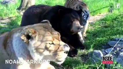 A tiger and a bear say good-bye to their lion friend