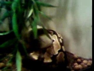 Big attack python vs rat d egout