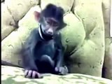 Funny Monkey Dance Video : People Enjoyed Allot - YouTube