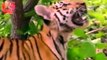Tiger Vs Monkey Funny Video - Tiger and Monkey Fight Funny