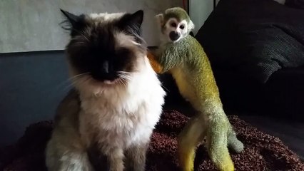 AAAwwww thats cute - Monkey cuddles Cat