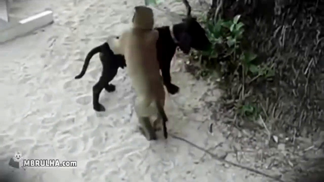 Monkey and Dog 2014