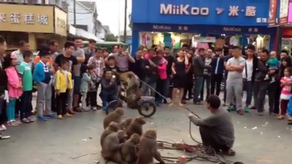 Funny Monkey Videos - Funny Monkey Cycling