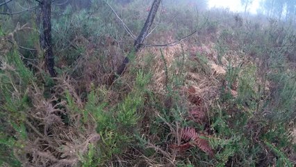 Citta Janis Bécasse "attrapée" Montozon 2015/2016