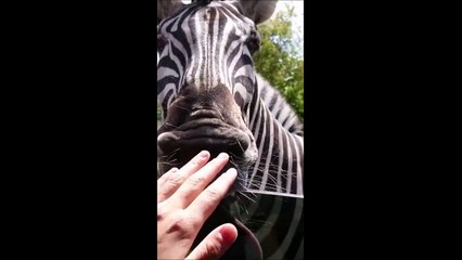 Quand un zèbre te pourri ta vitre de voiture
