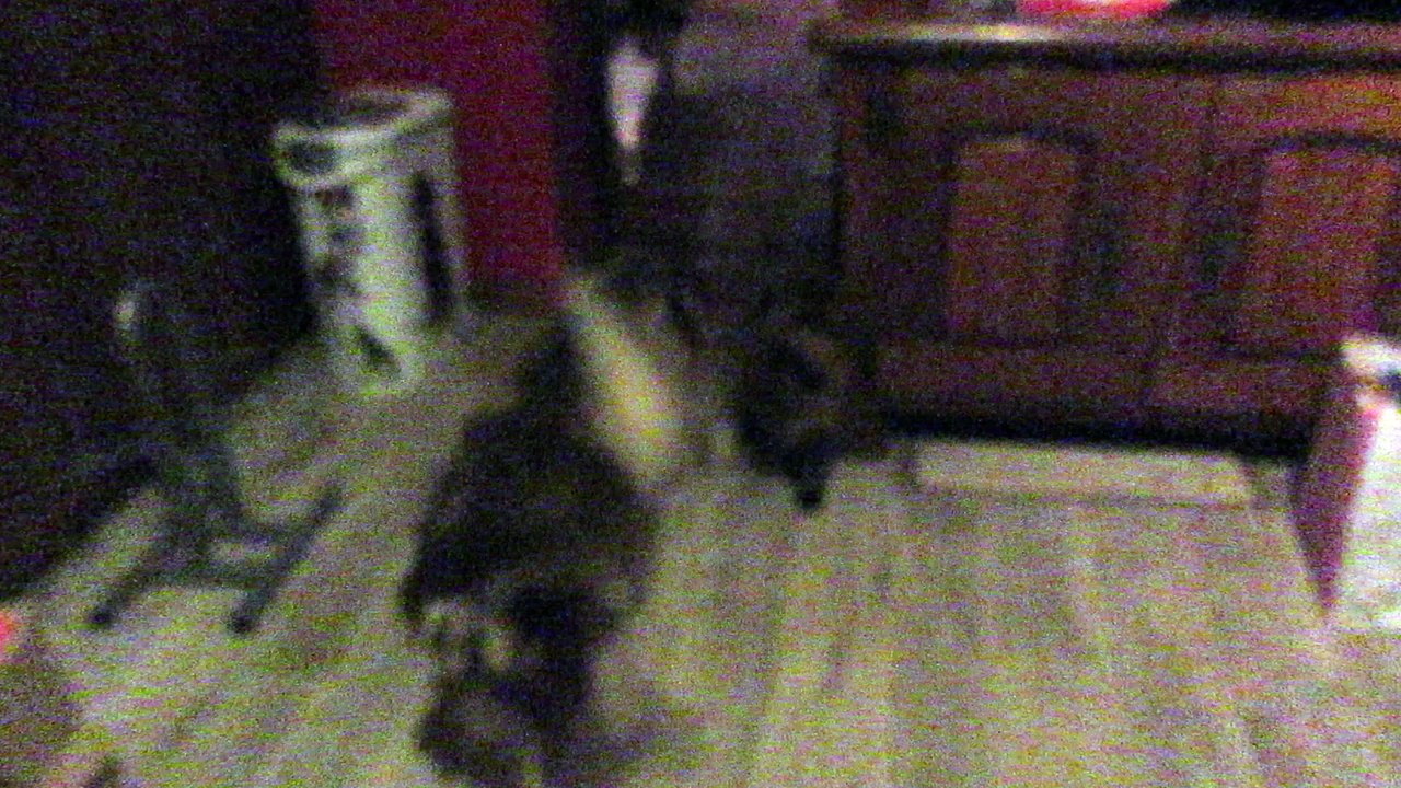 Babouche assez indifférent face à la minette