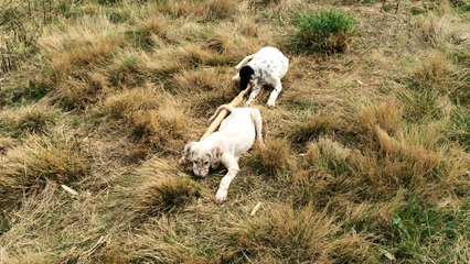 Chiots Vallée de Champlebout Marley-Mia-Malo issus de DécoXFranca