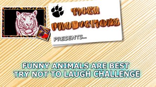 Funny animals are best try not to laugh challenge - Funny animal compilation