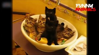 the best Funny Cat Videos September 2016