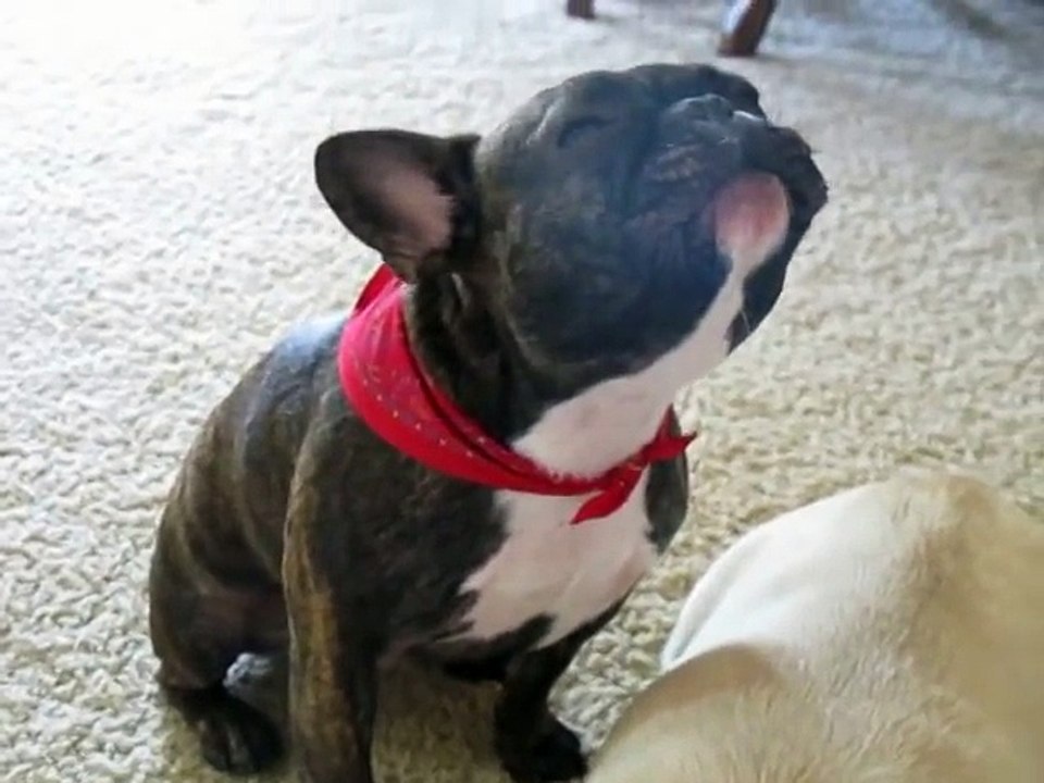 Amazing Annie French Bulldog Sings her little tune!