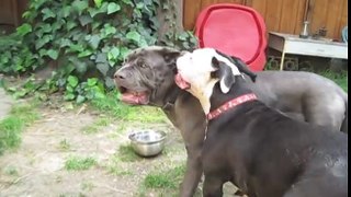 American Bulldog plays with Neapolitan Mastiff