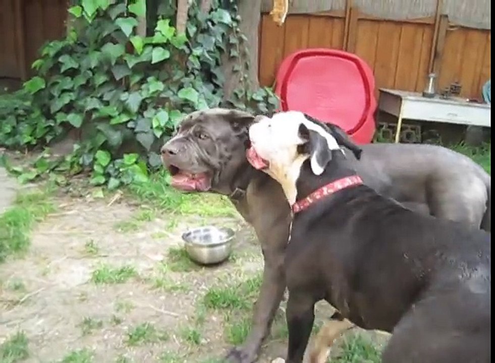 American Bulldog plays with Neapolitan Mastiff