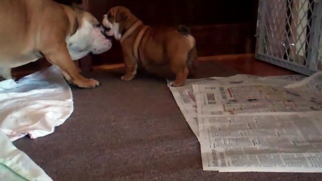 5 week old English Bulldog Puppy barking at 7 month old!