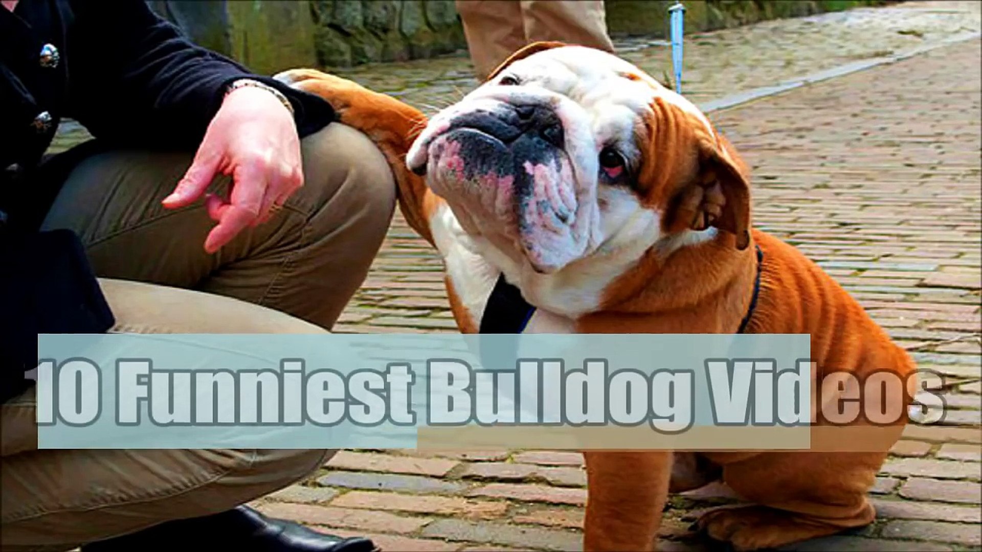 Funniest 2025 bulldog videos