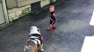 11-month-old trying to walk 80 pound bulldog