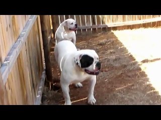 100% Johnson American Bulldog