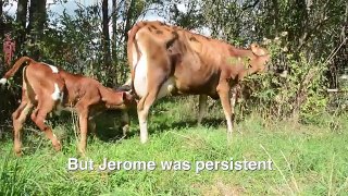 Jerome Calf Finds Family