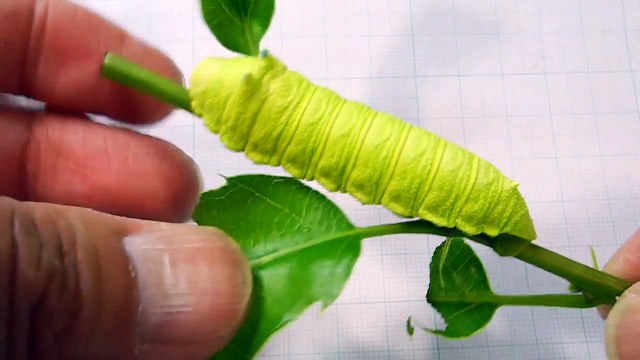 Cette chenille couine quand on la presse avec les doigts lol