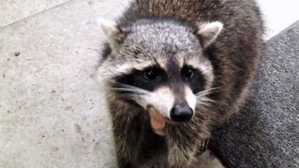 Un raton laveur dévore des raisins dans un garage.. Affamé !