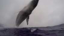 Saut hors de l'eau d'une baleine de 40 tonnes à quelques mètres d'un photographe