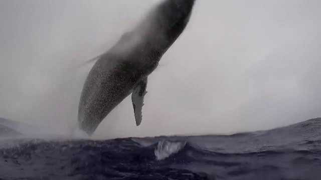 Saut hors de l'eau d'une baleine de 40 tonnes à quelques mètres d'un photographe