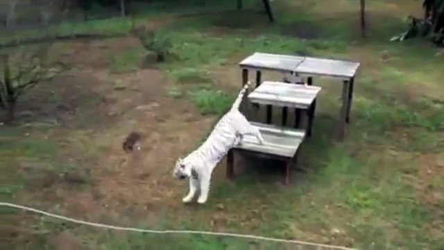 Тигр и тфква. Смешные приколы тигры