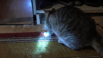 Удачная охота. Смешные приколы кошки