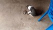 Cat vs Snake look like a cat playing Snake Funny Cat Videos..mp4