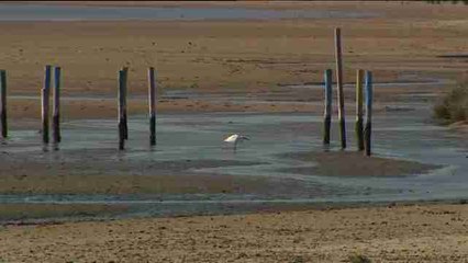 Cruzar el Estrecho, el viaje de las especies nómadas