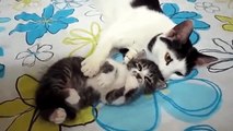 Funny Videos - Cute Sleeping Cats - Compilation 2016