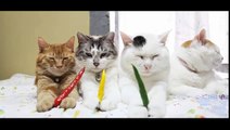 funny cat   funny   cat videos   funny animal  Red pepper