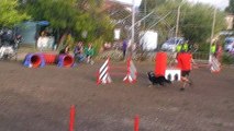 Agility Ollioules 2016