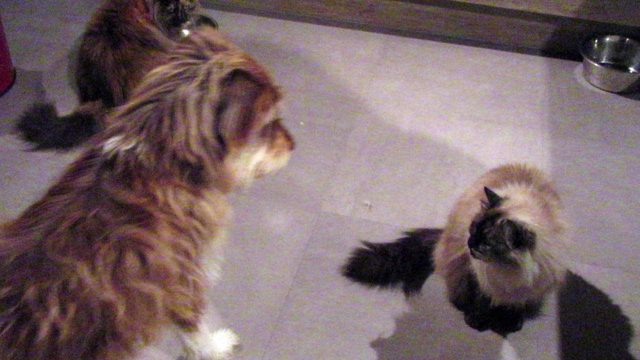 Babouche et les 2 minettes