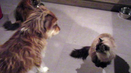 Babouche et les 2 minettes