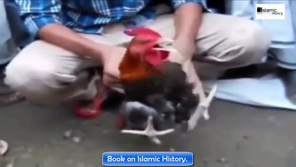 New Miracle of God-Chiken says Allah-Book on Islamic History