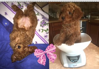 La famiglia si allarga! Benvenuta AMBRA