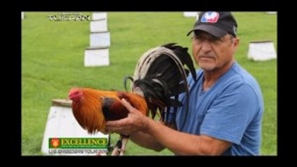 American Breeder 2015: Dink Fair