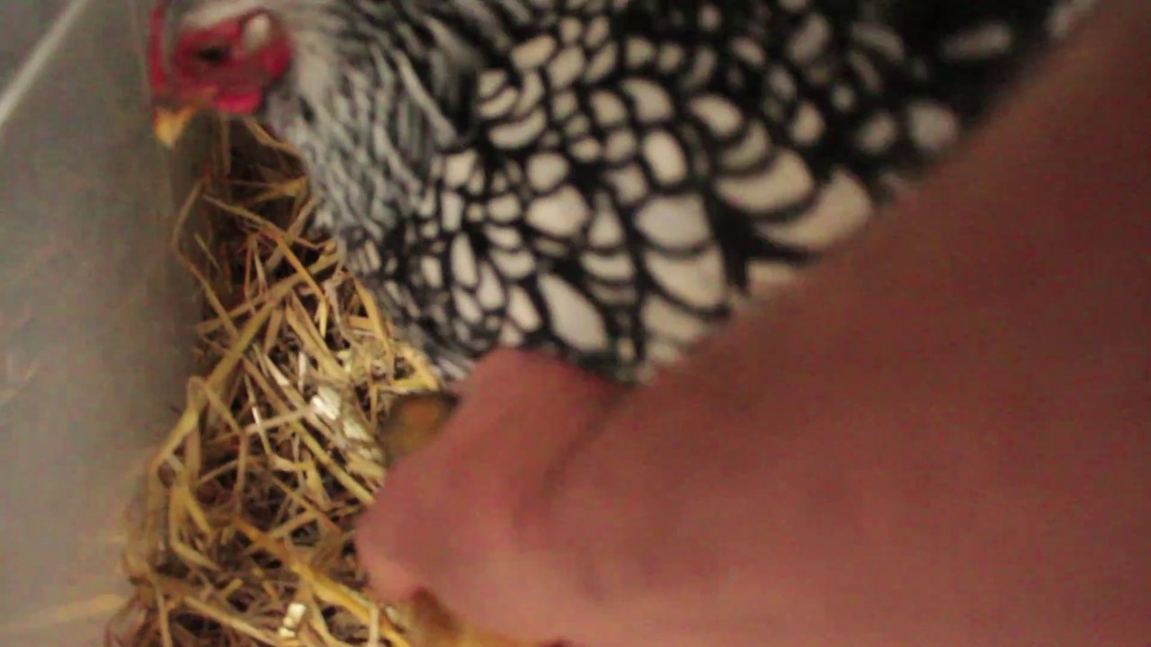 Un canard élevé et couvé par une poule avant sa naissance