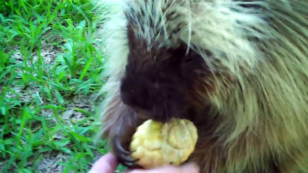 Ce porc-épic refuse de partager son mais et râle !