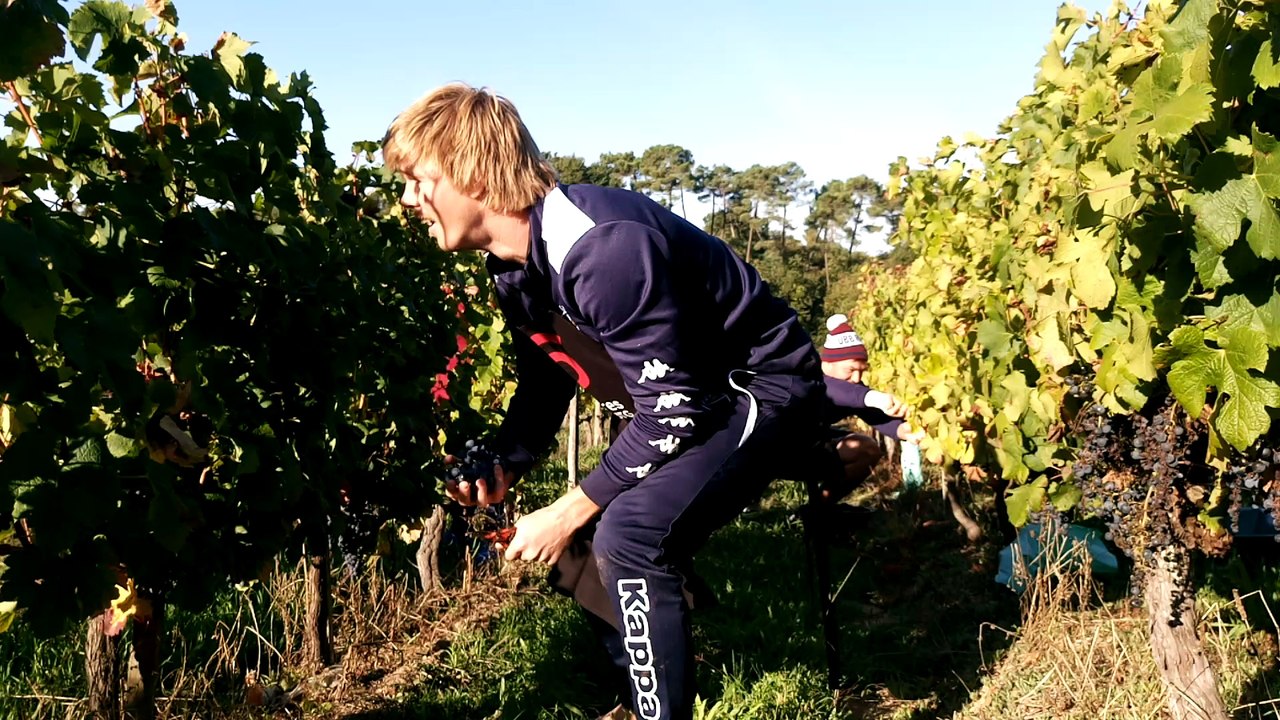 Vendanges UBB côtes de Bourg 2016 1/3